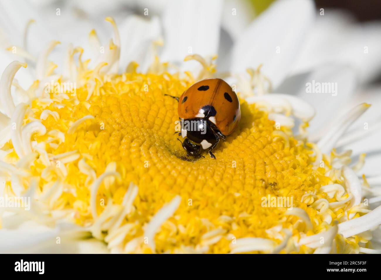 7 Spot Ladybird sur la tête de fleur de leucanthème blanc Banque D'Images