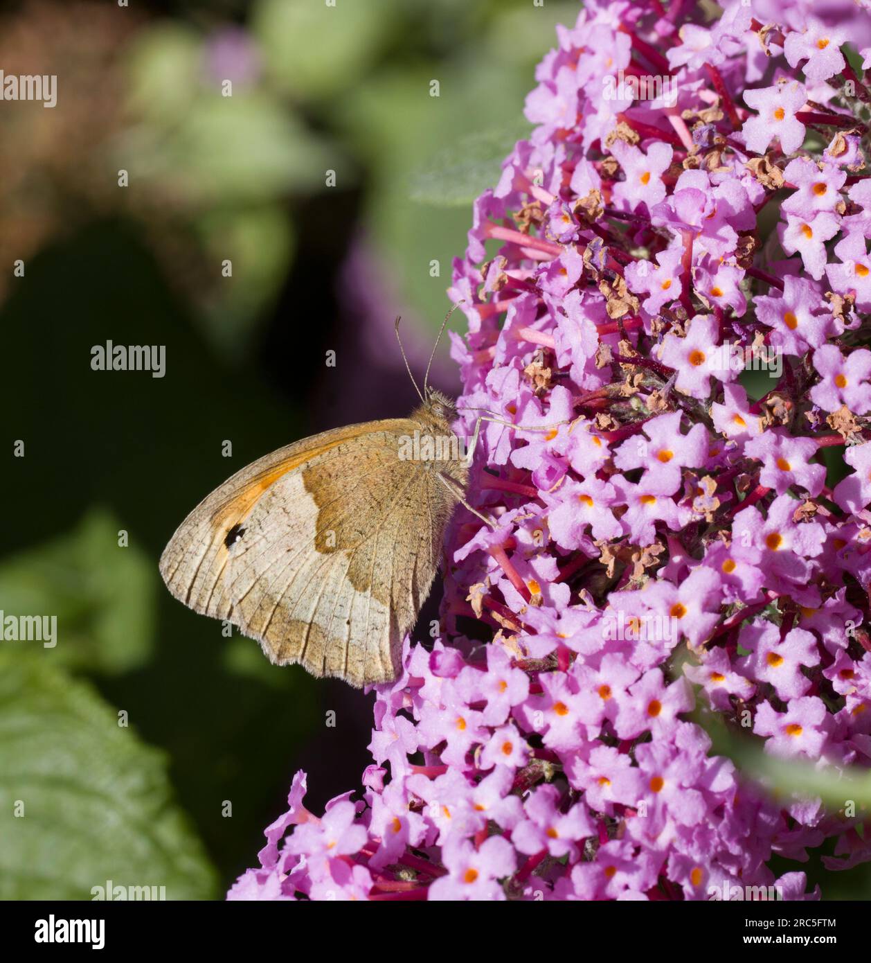 Papillon Small Heath Banque D'Images