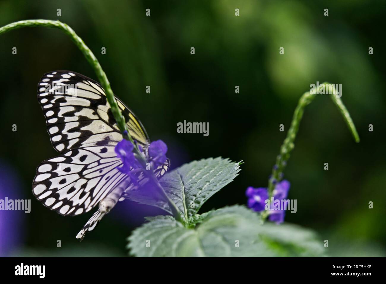 Papillon en papier de riz Banque D'Images