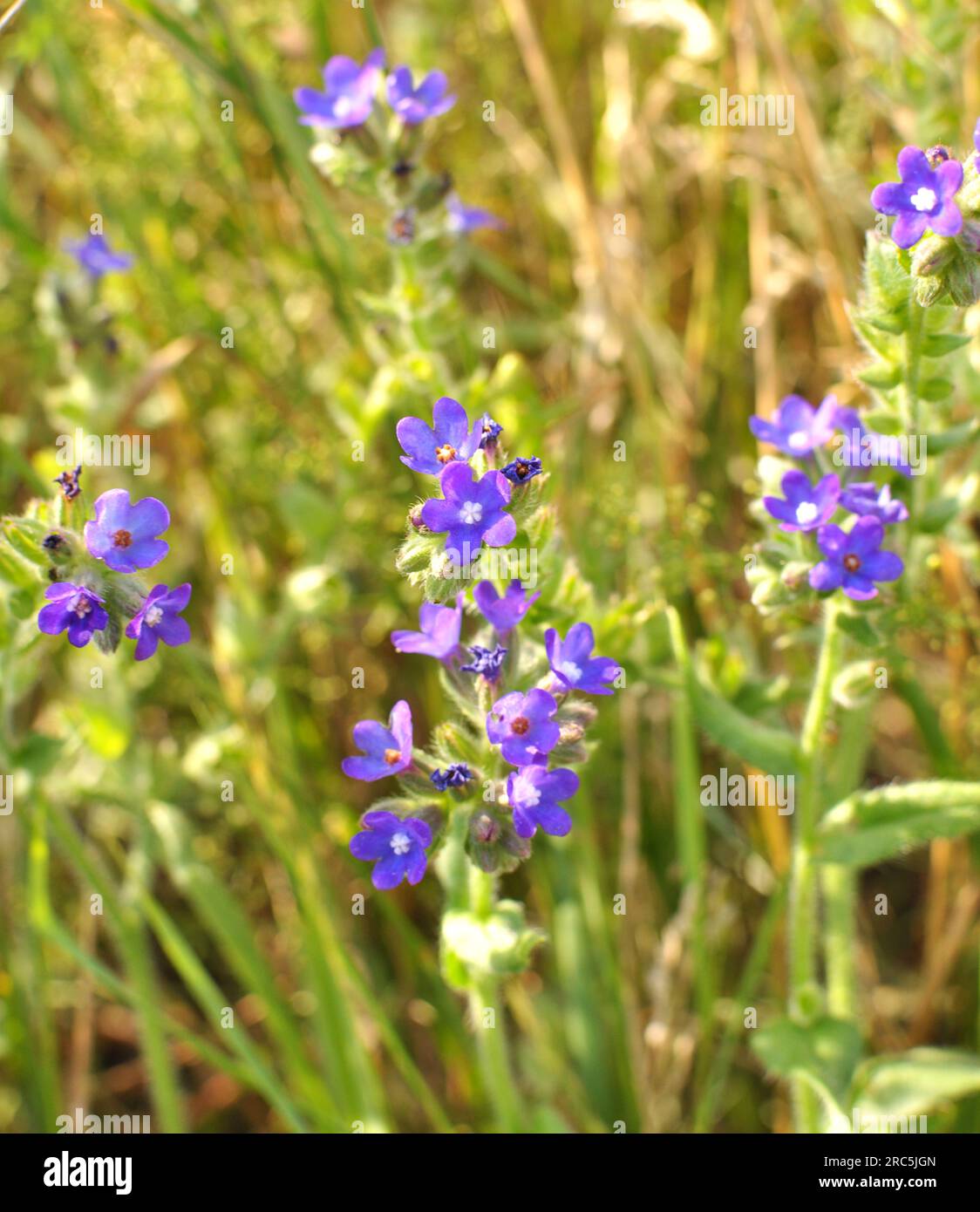 Anchusa se blooms dans la nature dans la prairie Banque D'Images