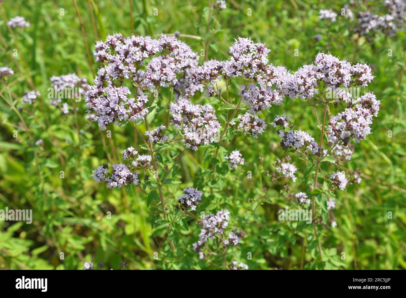 Dans la nature dans l'été florissant origan (Origanum vulgare) Banque D'Images