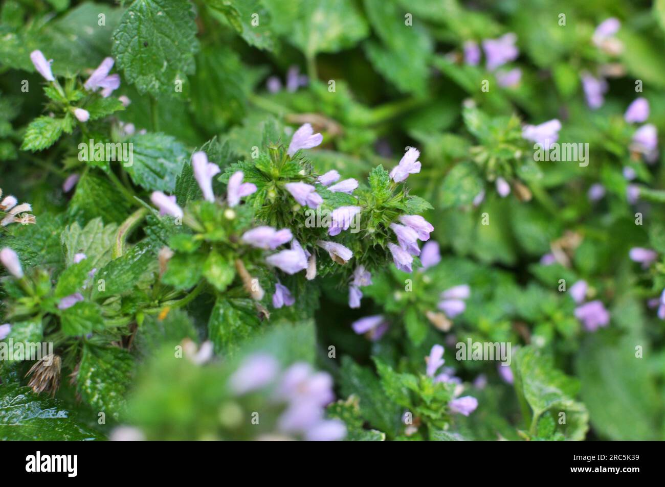 La plante sauvage Ballotanigra pousse dans la nature Banque D'Images
