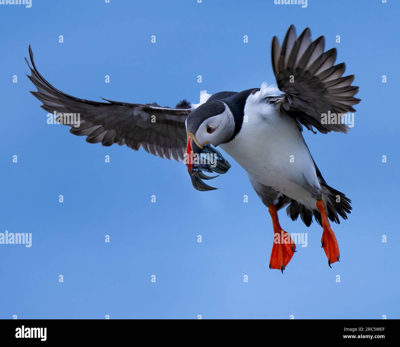 Puffin atterrissant avec un bec plein d'anguilles de sable Banque D'Images