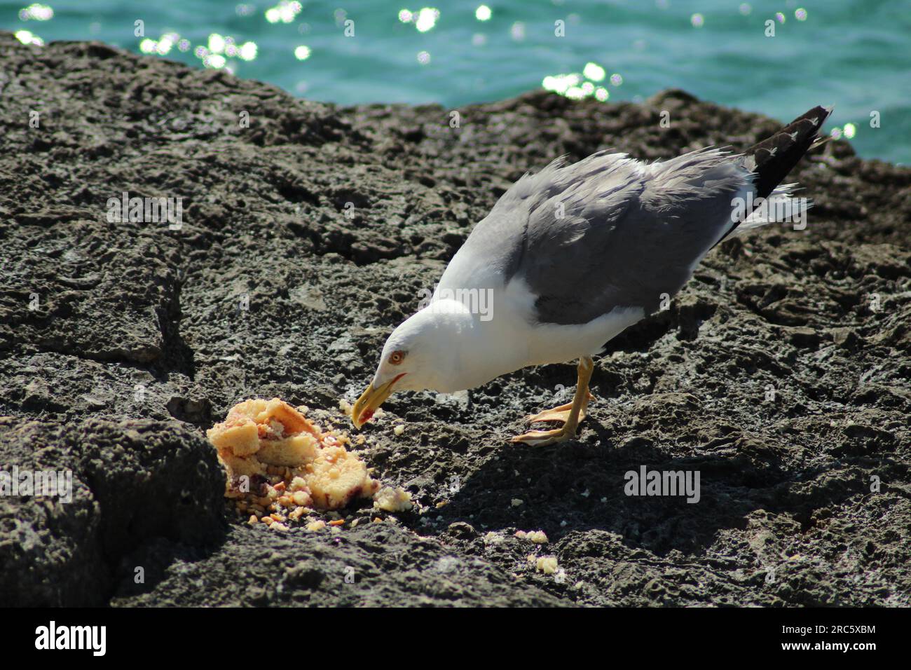 Manger de la mouette méditerranéenne Banque D'Images