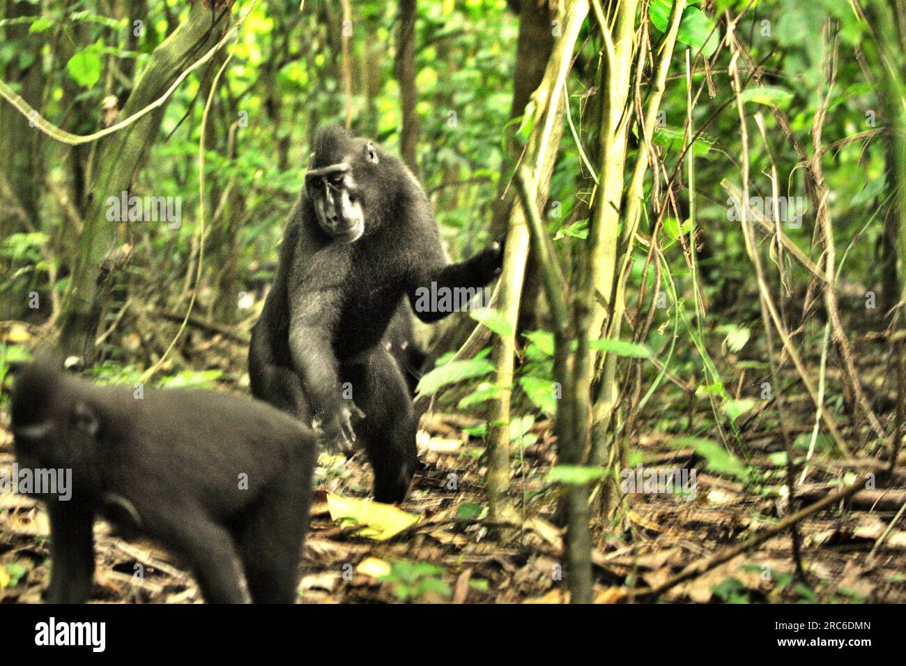 Un macaque à crête (Macaca nigra) se tient à deux pas sur un arbre, alors qu'un autre individu passe pendant la recherche de nourriture dans la réserve naturelle de Tangkoko, Sulawesi du Nord, en Indonésie. Le changement climatique et les maladies sont des menaces émergentes pour les primates, et environ un quart des aires de répartition des primates ont des températures supérieures aux températures historiques, a écrit une équipe de scientifiques dirigée par Miriam Plaza Pinto (Universidade Federal do Rio Grande do Norte, RN, Brésil) dans leur rapport sur la nature. Sans facteur de changement climatique, Macaca nigra est toujours l'un des primates les plus menacés sur terre. Banque D'Images