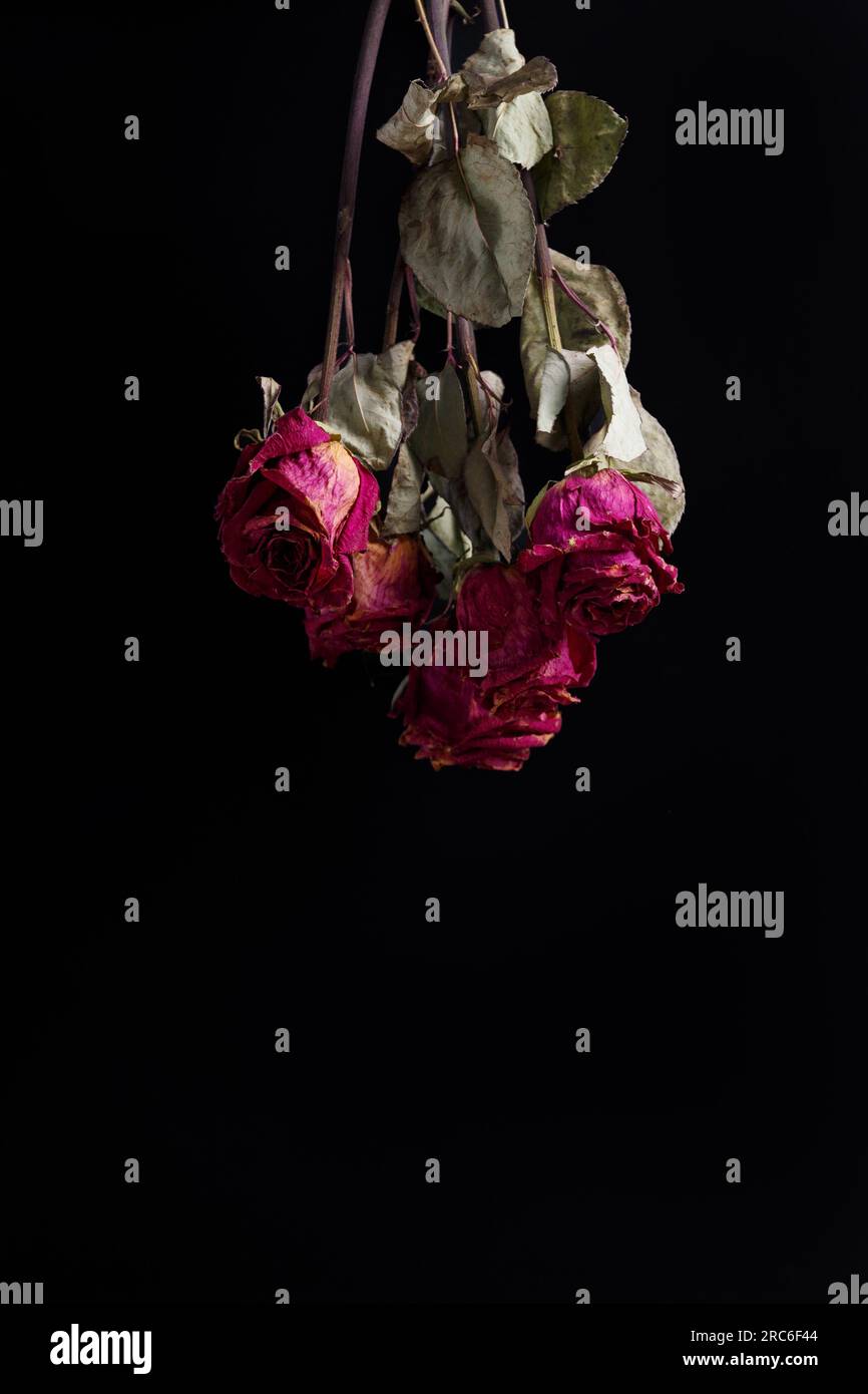 Roses roses sèches sur fond noir, espace de copie. Bouquet de roses mortes dirigé vers le bas, gros plan. Le concept de solitude, d'âge, de tristesse, de vieillesse Banque D'Images