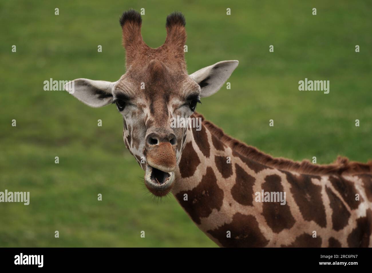 Girafes dans une réserve faunique. Banque D'Images