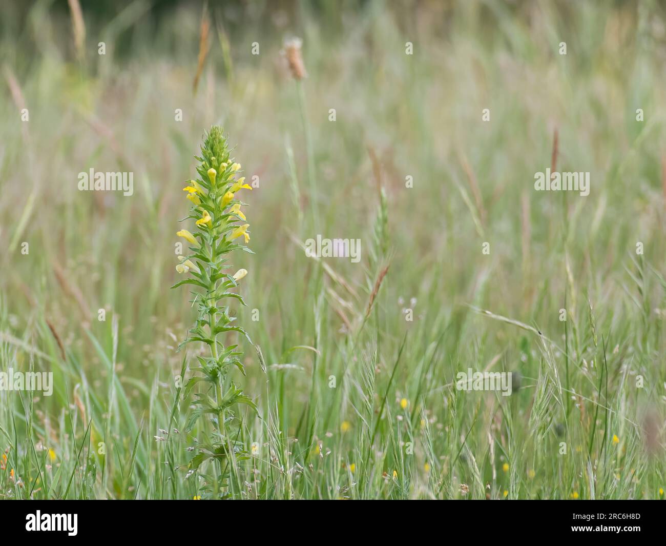 la glande jaune ou la plante parentucellia collante en fleurs dans une prairie en été Banque D'Images
