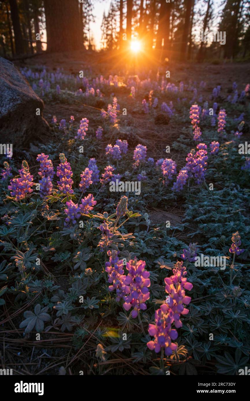 Le soleil se couche sur ce champ de lupin sur le côté de la State route 108 dans le comté de Tuolumne, CA, USA. Banque D'Images