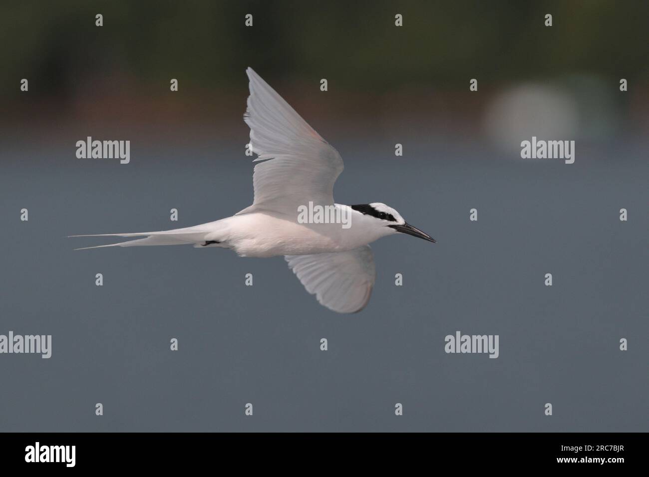 Sterne à nuque noire (Sterna sumatrana), oiseau adulte seul en vol, vue latérale, à hauteur des yeux, gros plan, en mer près de Sai Kung, Hong Kong, Chine 29 juin 2023 Banque D'Images