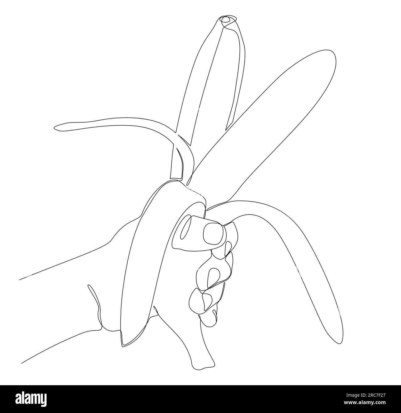 Une ligne continue de banane. Concept de vecteur d'illustration de fruits tropicaux Thin Line. Dessin de contour idées créatives. Illustration de Vecteur