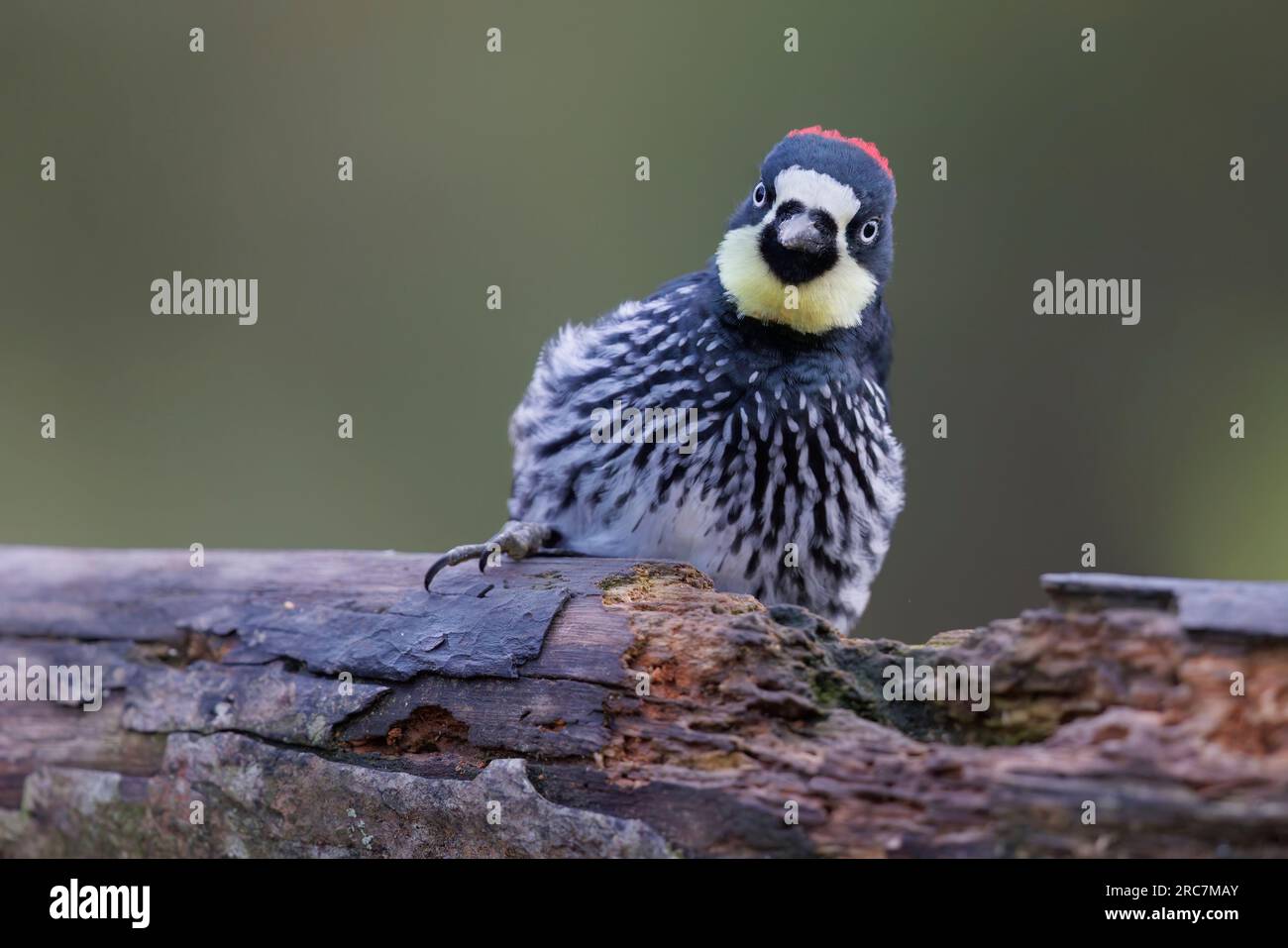 Acorn Woodpecker, Mirador de aves El Roble, Caldas, Colombie, novembre 2022 Banque D'Images