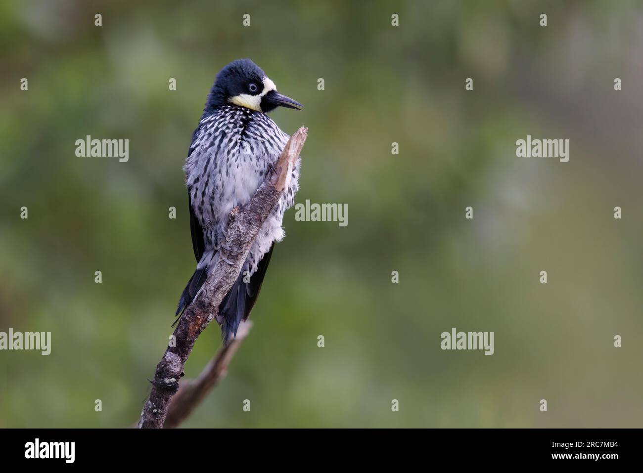 Acorn Woodpecker, Mirador de aves El Roble, Caldas, Colombie, novembre 2022 Banque D'Images