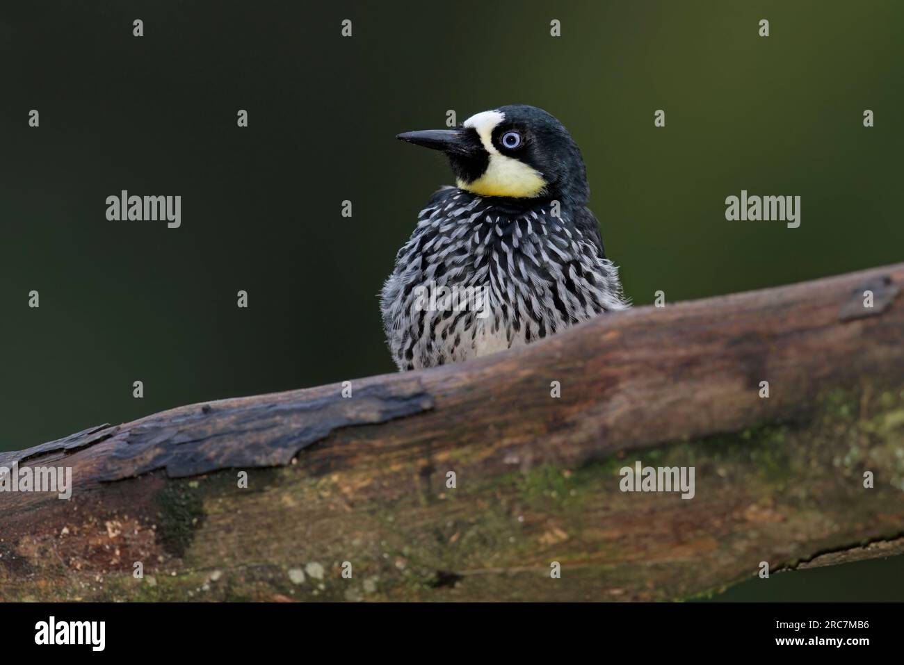 Acorn Woodpecker, Mirador de aves El Roble, Caldas, Colombie, novembre 2022 Banque D'Images