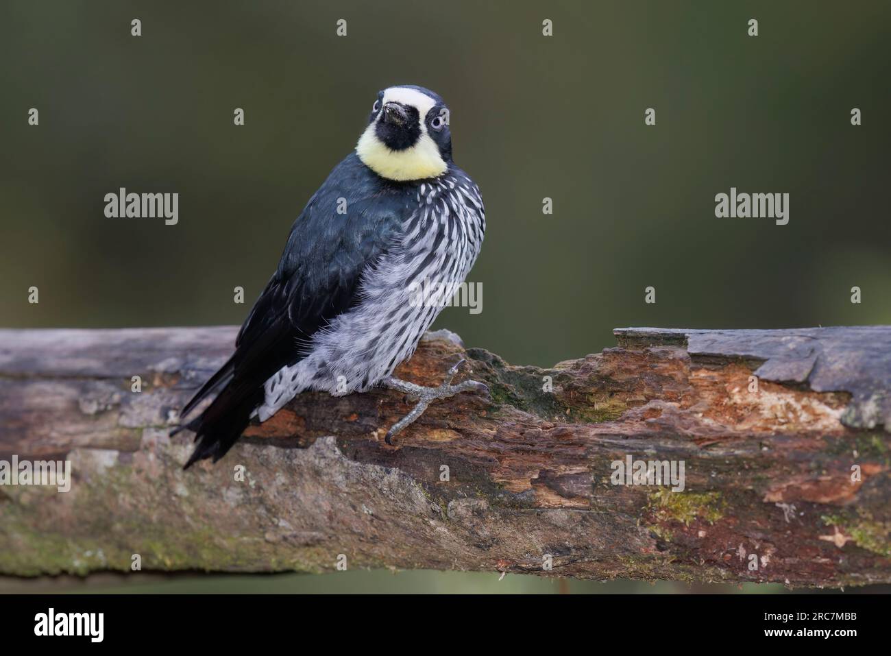 Acorn Woodpecker, Mirador de aves El Roble, Caldas, Colombie, novembre 2022 Banque D'Images