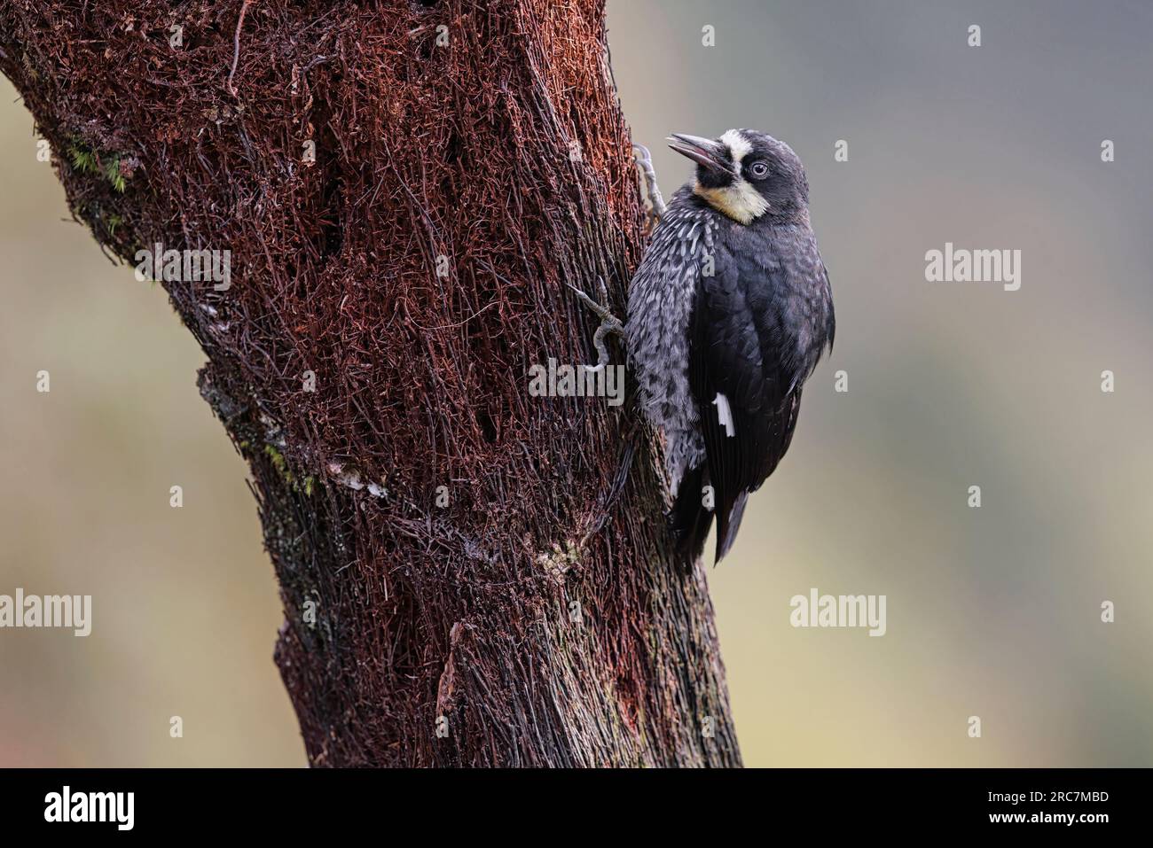 Acorn Woodpecker, Mirador de aves El Roble, Caldas, Colombie, novembre 2022 Banque D'Images