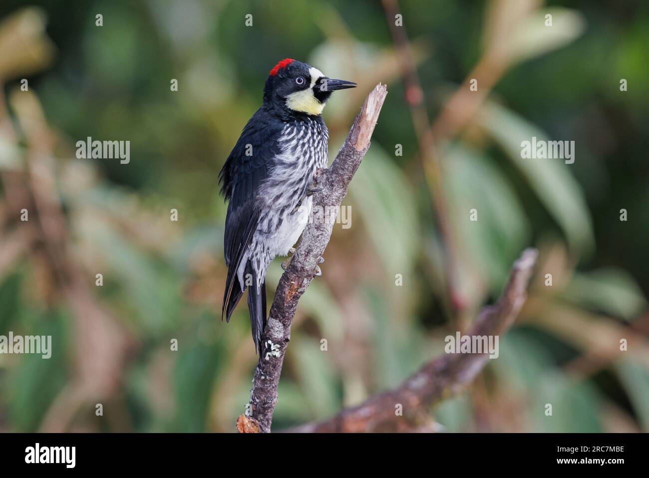 Acorn Woodpecker, Mirador de aves El Roble, Caldas, Colombie, novembre 2022 Banque D'Images