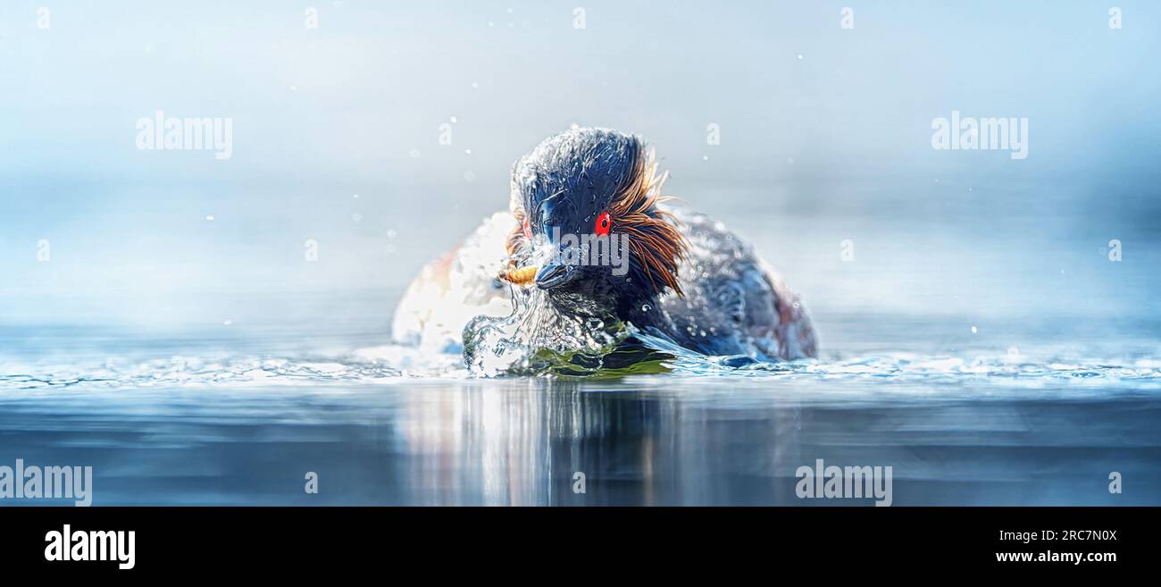 Col Grebe Especies de aves protegidas Banque de photographies et d’images à haute ...