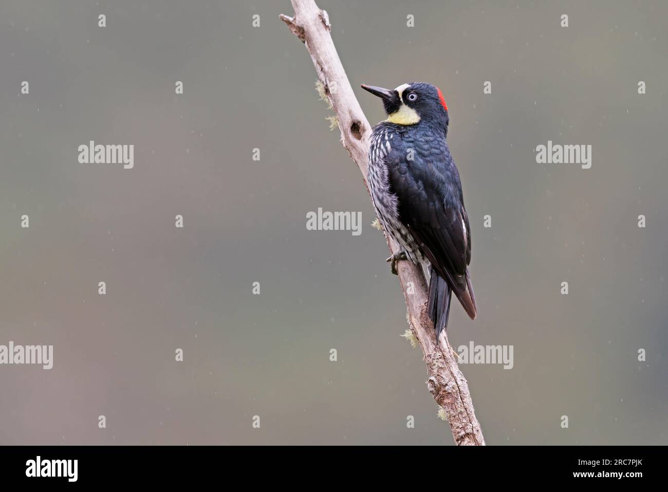 Acorn Woodpecker, Mirador de aves El Roble, Caldas, Colombie, novembre 2022 Banque D'Images