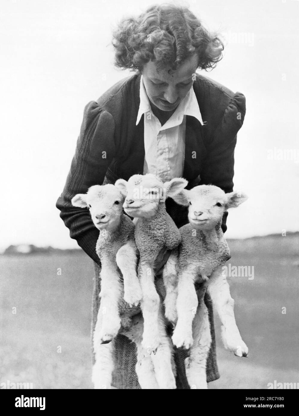 Nouvelle-Zélande : février 1947 triplet agneaux récemment nés d'un mouton Dorset Horn à Wiri, près d'Auckland. Banque D'Images