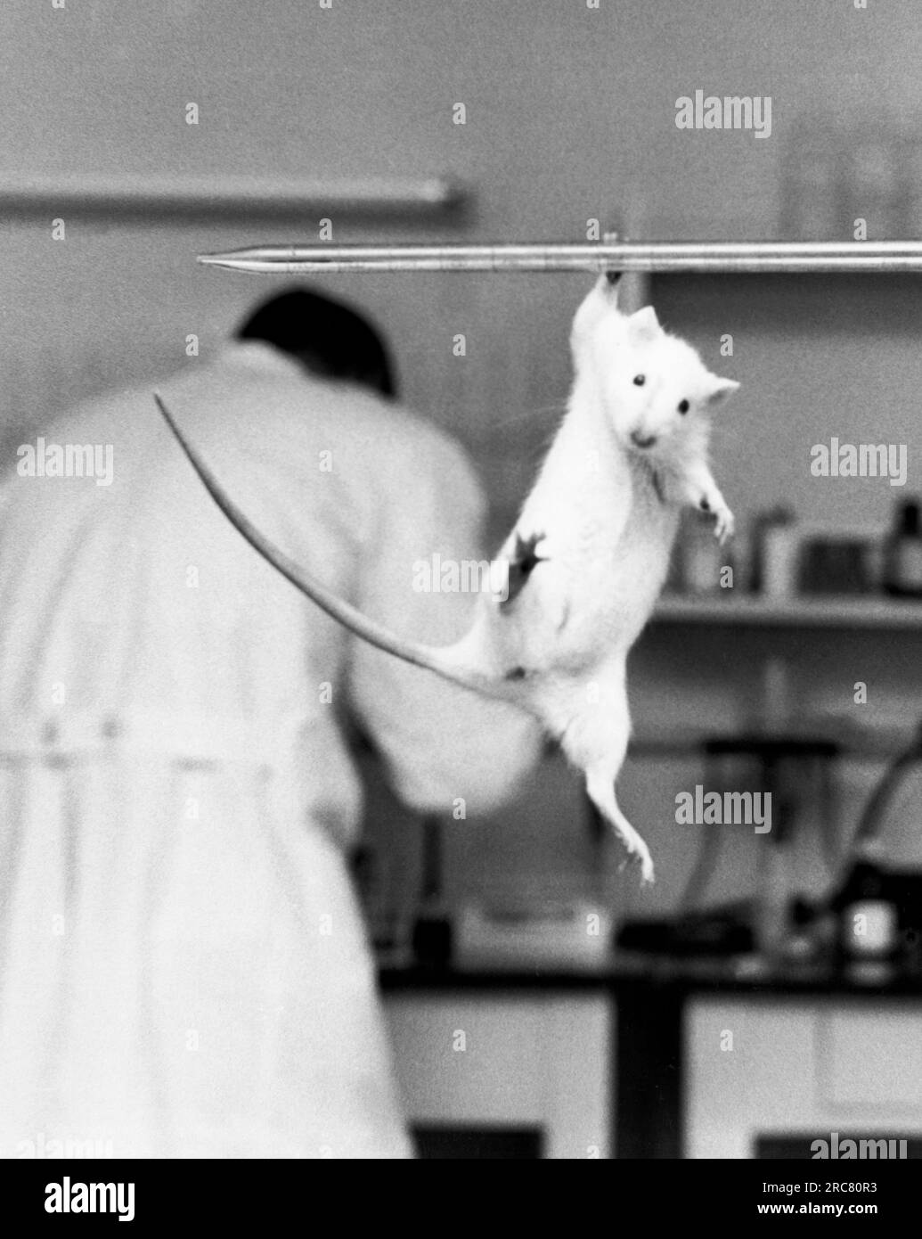 États-Unis : c. 1965 Un rat de laboratoire qui a reçu un médicament anti-intoxicant parvient à se balancer athlétiquement sur une tige dans le laboratoire. D'autres ne recevant pas le médicament sont devenus somnolents. Banque D'Images