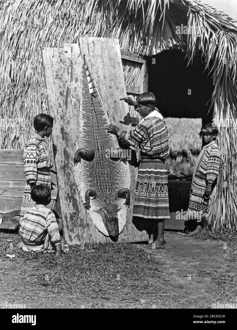 Floride : c. 1930. Un Amérindien séminole attache une peau d'alligator aux planches pour le séchage, tandis que ses fils surveillent le processus. Banque D'Images