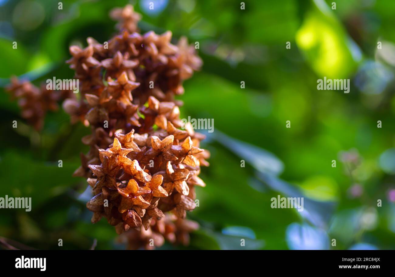 Tahongai, arbre invité (Kleinhovia hospita), connu sous le nom de Timoho (Java, Indonésie), fleurs et graines. Foyer sélectionné. Banque D'Images