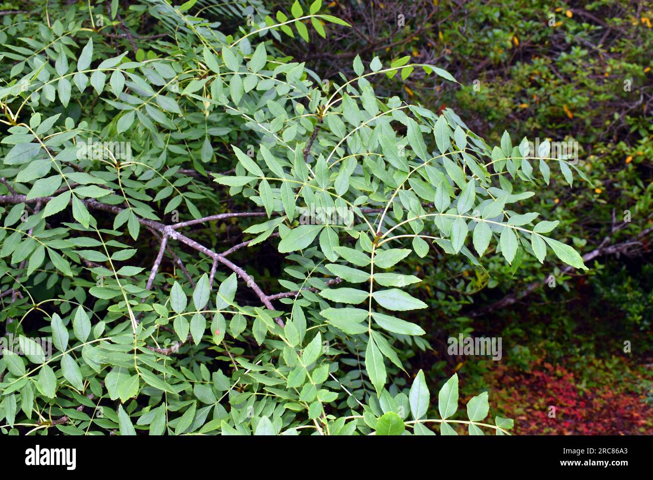 Branches et feuilles d'un frêne à feuilles étroites (Fraxinus angustifolia). Banque D'Images
