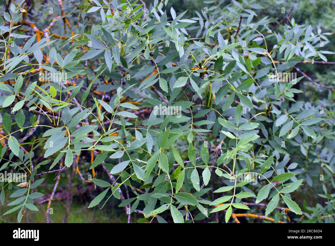 Branches et feuilles d'un frêne à feuilles étroites (Fraxinus angustifolia). Banque D'Images