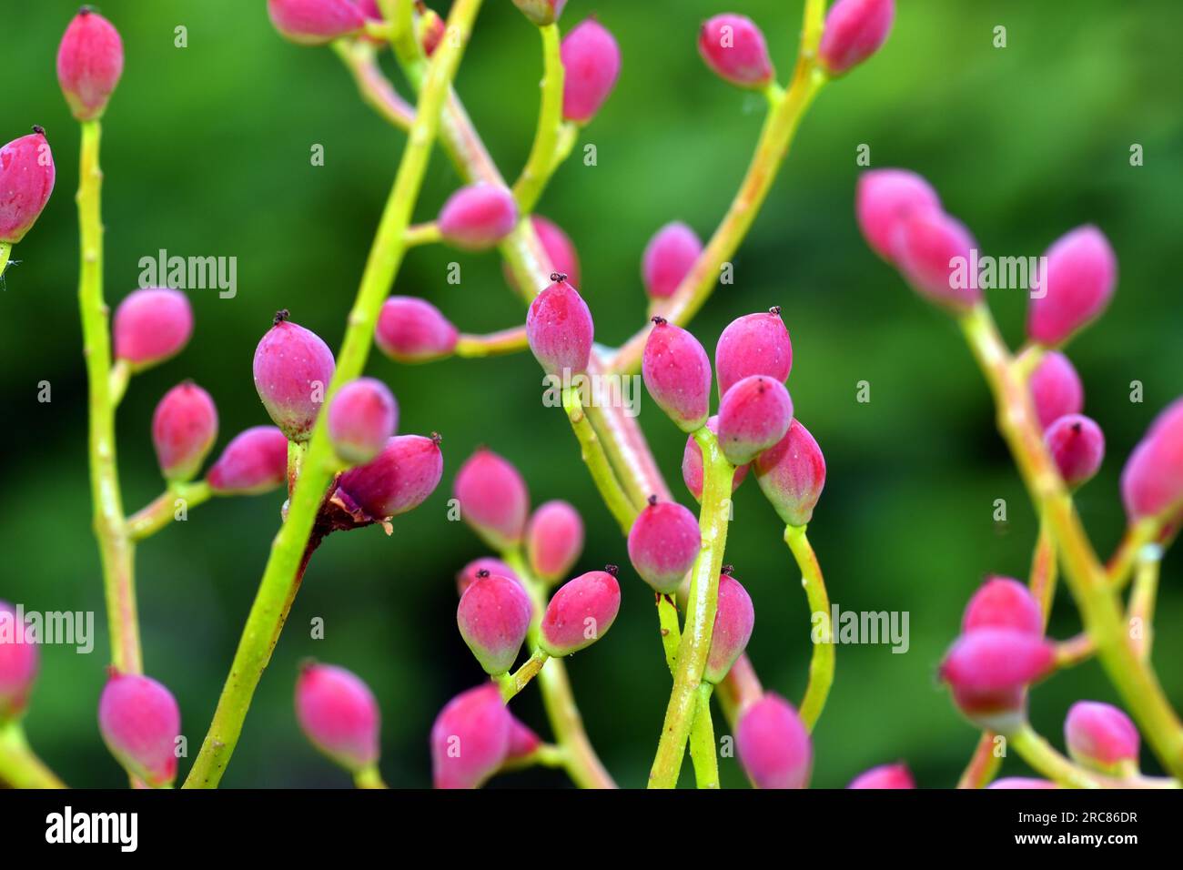 Fruits de térébinthe (Pistacia terebinthus), espèce utilisée pour obtenir la térébenthine ou la térébenthine cyprienne. Image avec flou sélectif Banque D'Images