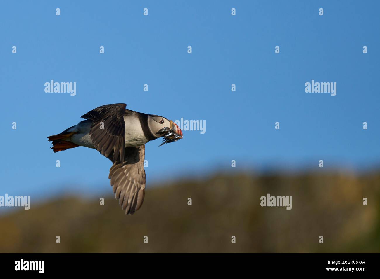 Macareux (Fratercula arctica) volant avec de petits poissons dans son bec pour nourrir son poussin sur l'île Skomer au large de la côte du Pembrokeshire au pays de Galles Banque D'Images