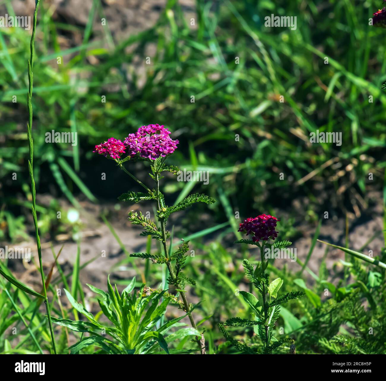 Fleurs d'yarrow en fleurs roses dans la forêt. Achillea millefolium Cerise Queen. Banque D'Images