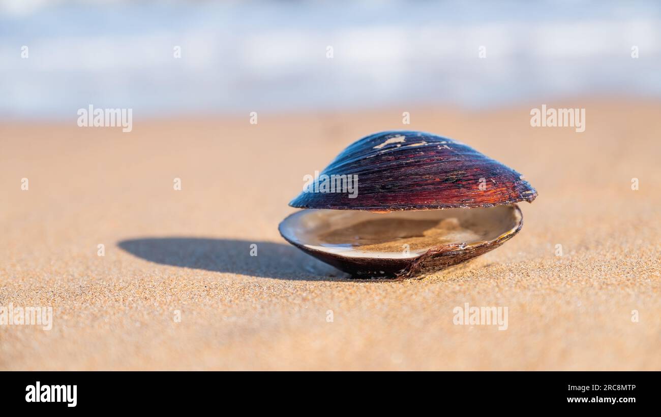 Coquille de mer ouverte sur une plage de sable Banque D'Images