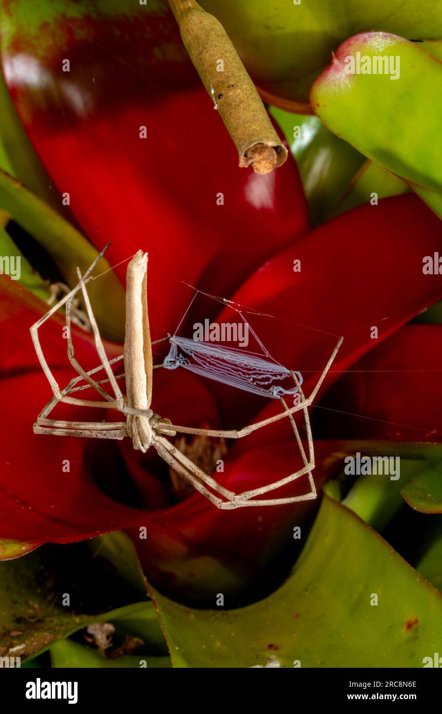 Rufous net-casting Spider, Deinopsis surufa, avec Net, Malanda, Australie. Banque D'Images