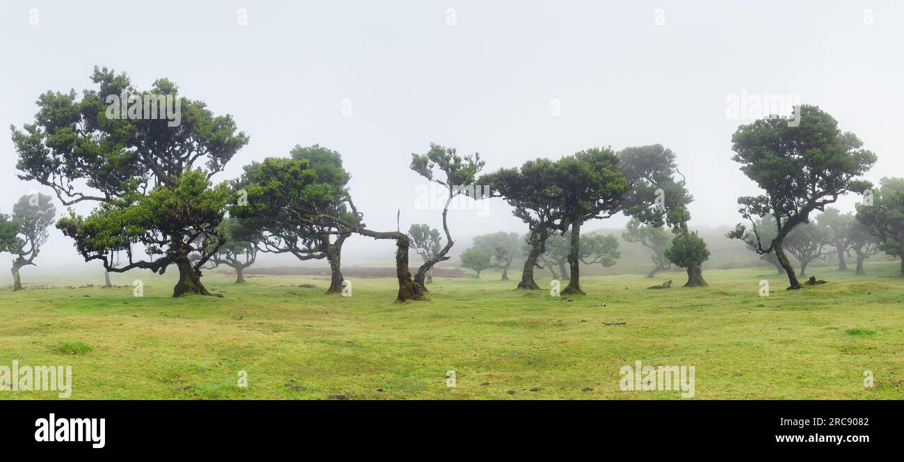 Panorama vert de la forêt sur l'île de Madère - Fanal, Portugal Banque D'Images