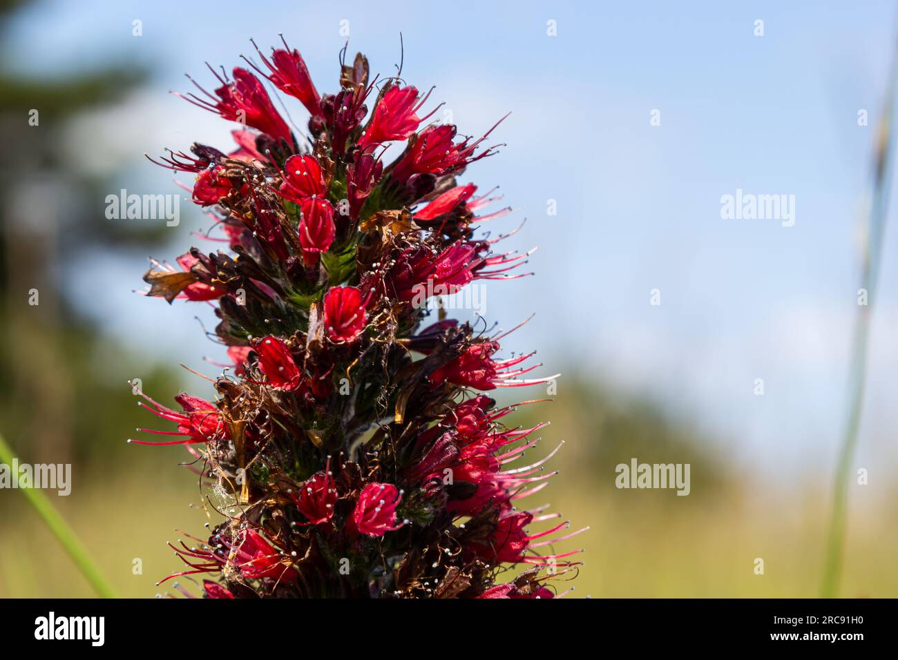 Fleurs rouges de Bugloss russe, Echium russicum Echium rubrum, fleurs de Pontechium maculatum dans le champ. Banque D'Images