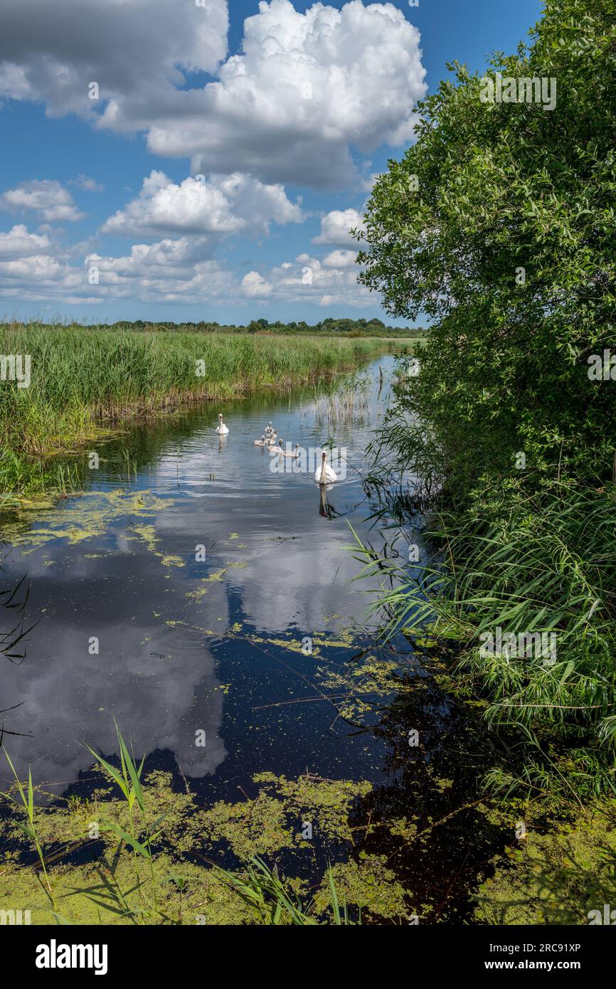 Cygnes muets adultes et leurs cygnets dans la réserve naturelle de la RSPB, Strumpshaw fen dans le Norfolk. Banque D'Images