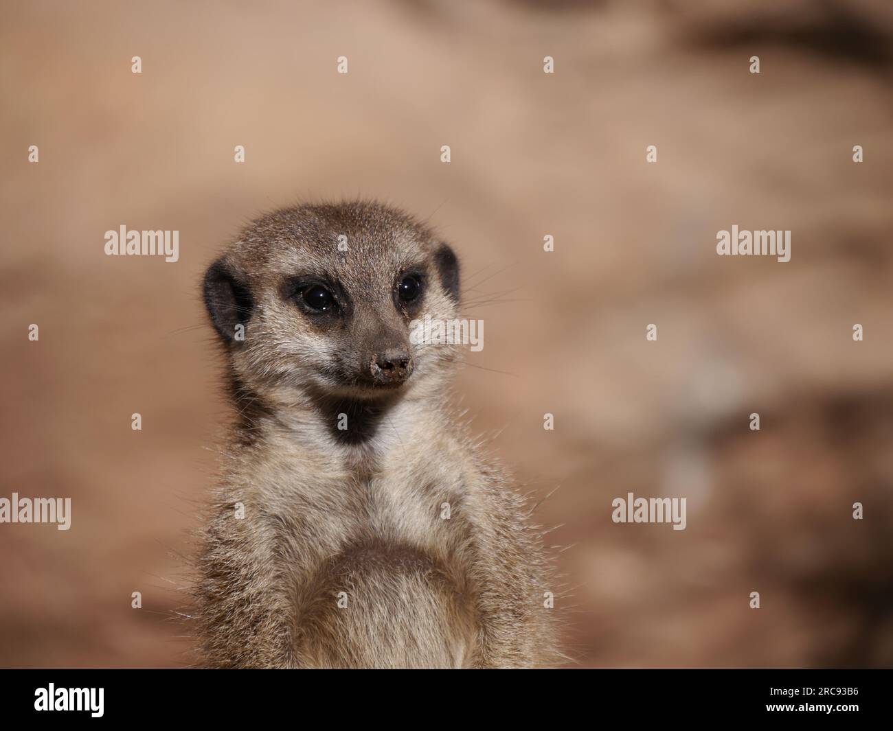 gros plan d'un mignon surikat regardant autour d'un fond brun Banque D'Images