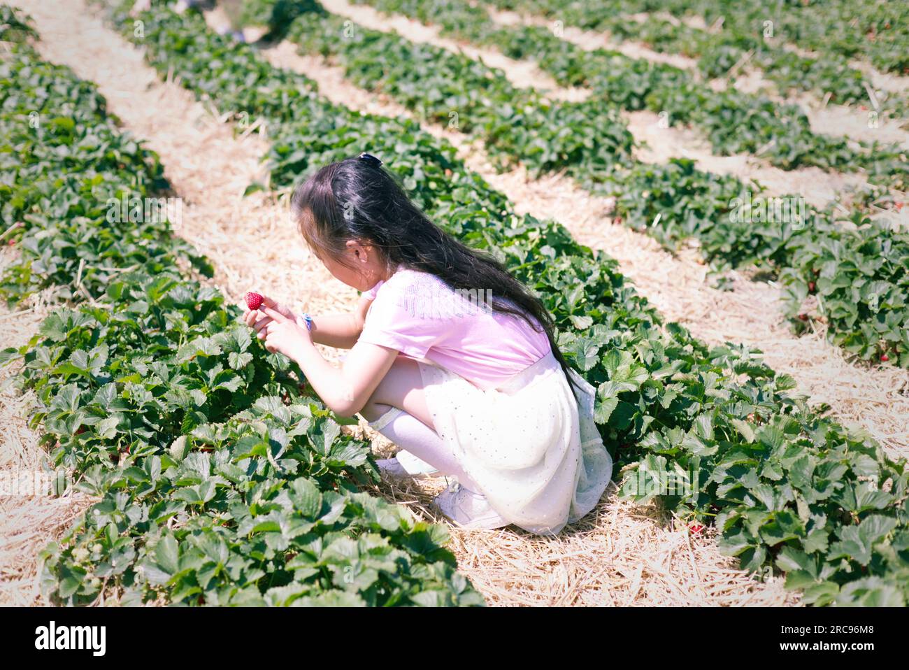 une jeune fille cueillant des fraises en été - la saison de pointe des fraises. Grande activité de plein air. Choisissez vos propres fraises Banque D'Images