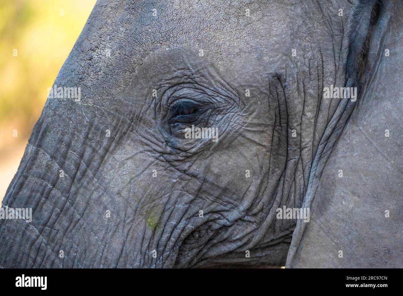 Éléphants d'Afrique dans la réserve animalière de Mashatu Euphorbia au Botswana. Banque D'Images