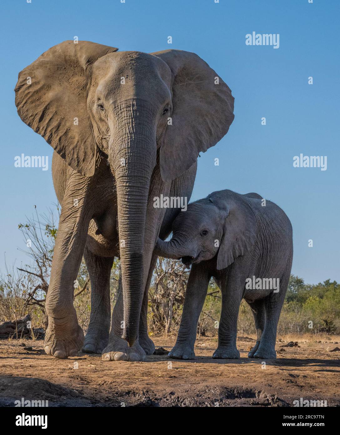 Éléphants aficiens à la réserve animalière de Mashatu Euphorbia au Botswana. Banque D'Images