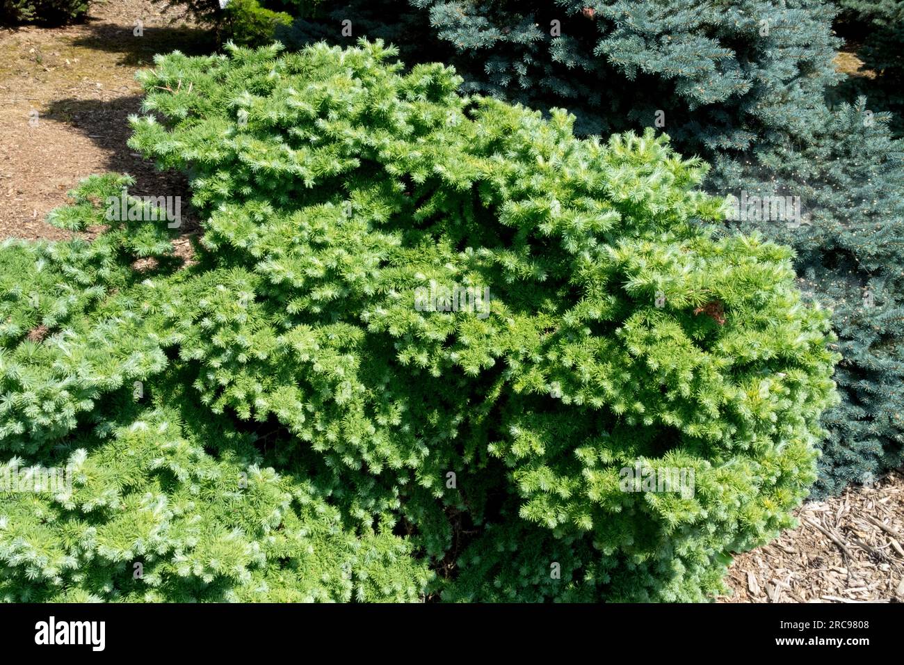 Mélèze japonais, Larix kaempferi 'Blue Ball', pousse de manière compacte ou plate sphérique, Bas, cultivar, jardin Banque D'Images