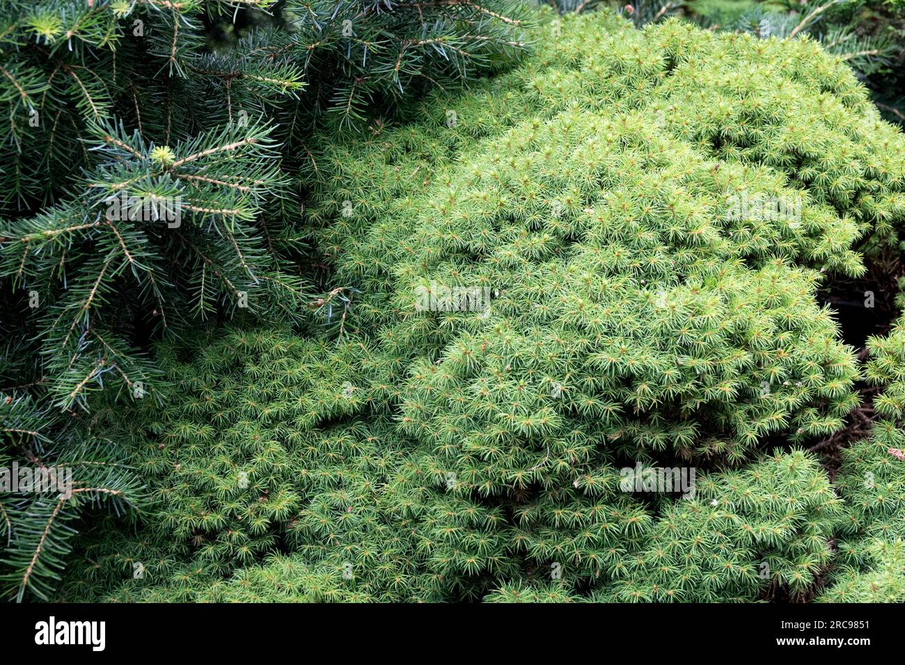 Picea glauca var. Albertiana 'Liliput', épinette de l'Alberta, épinette blanche, croissance lente, Pinacées, Conifère Banque D'Images