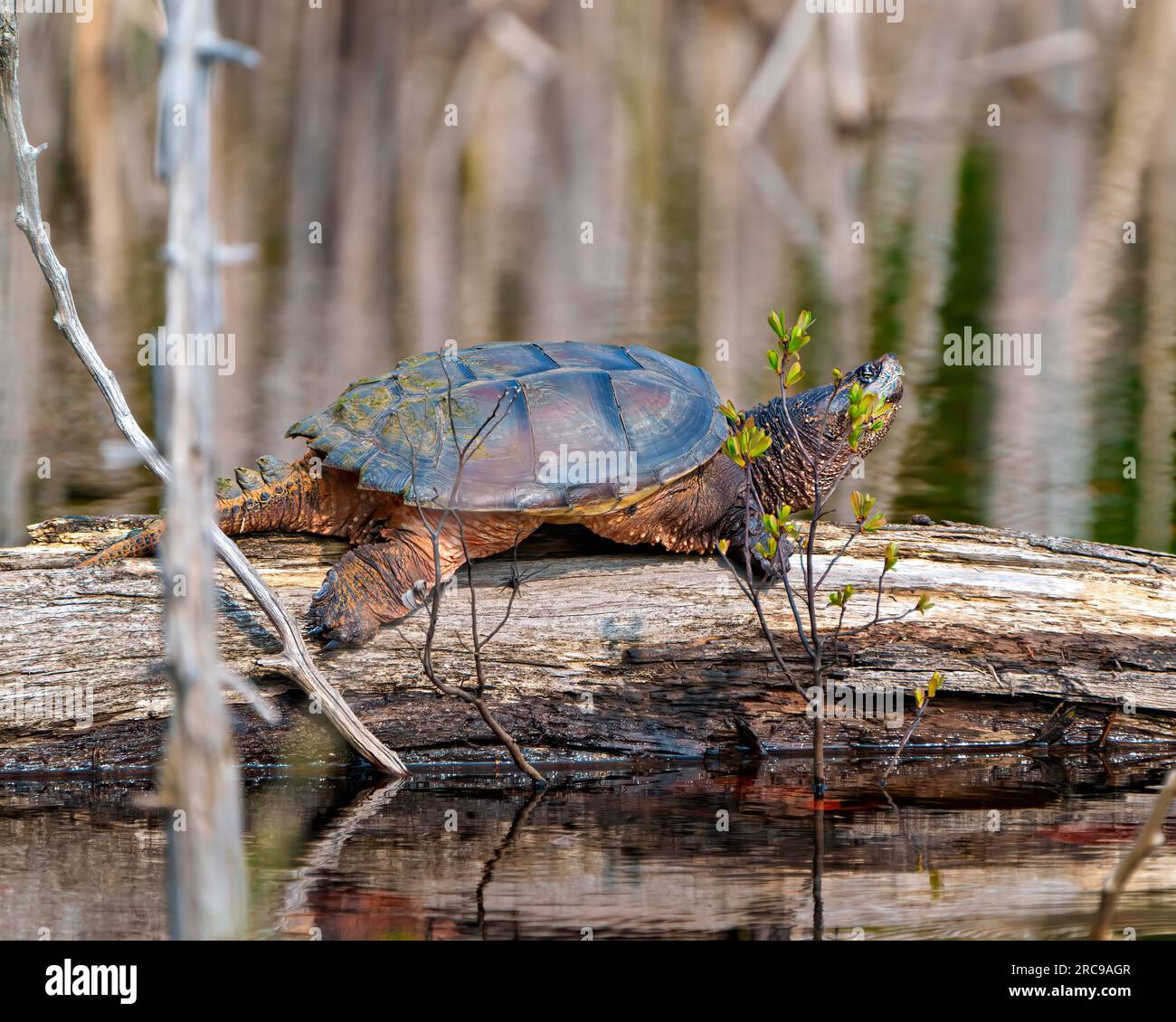 Snapping tortue vue de côté en gros plan reposant sur une bûche d'eau et affichant queue de dragon, pattes, cou, œil dans son environnement et son habitat. Photo de tortue. Banque D'Images