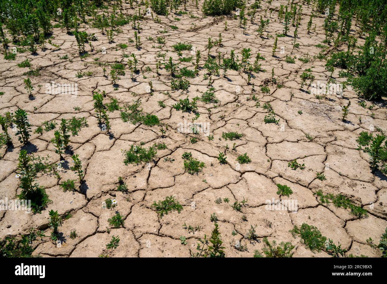 Sol desséché et fissuré au bord d'un champ de fèves en juillet 2023 après une longue période avec très peu de pluie. West Sussex, Angleterre. Banque D'Images