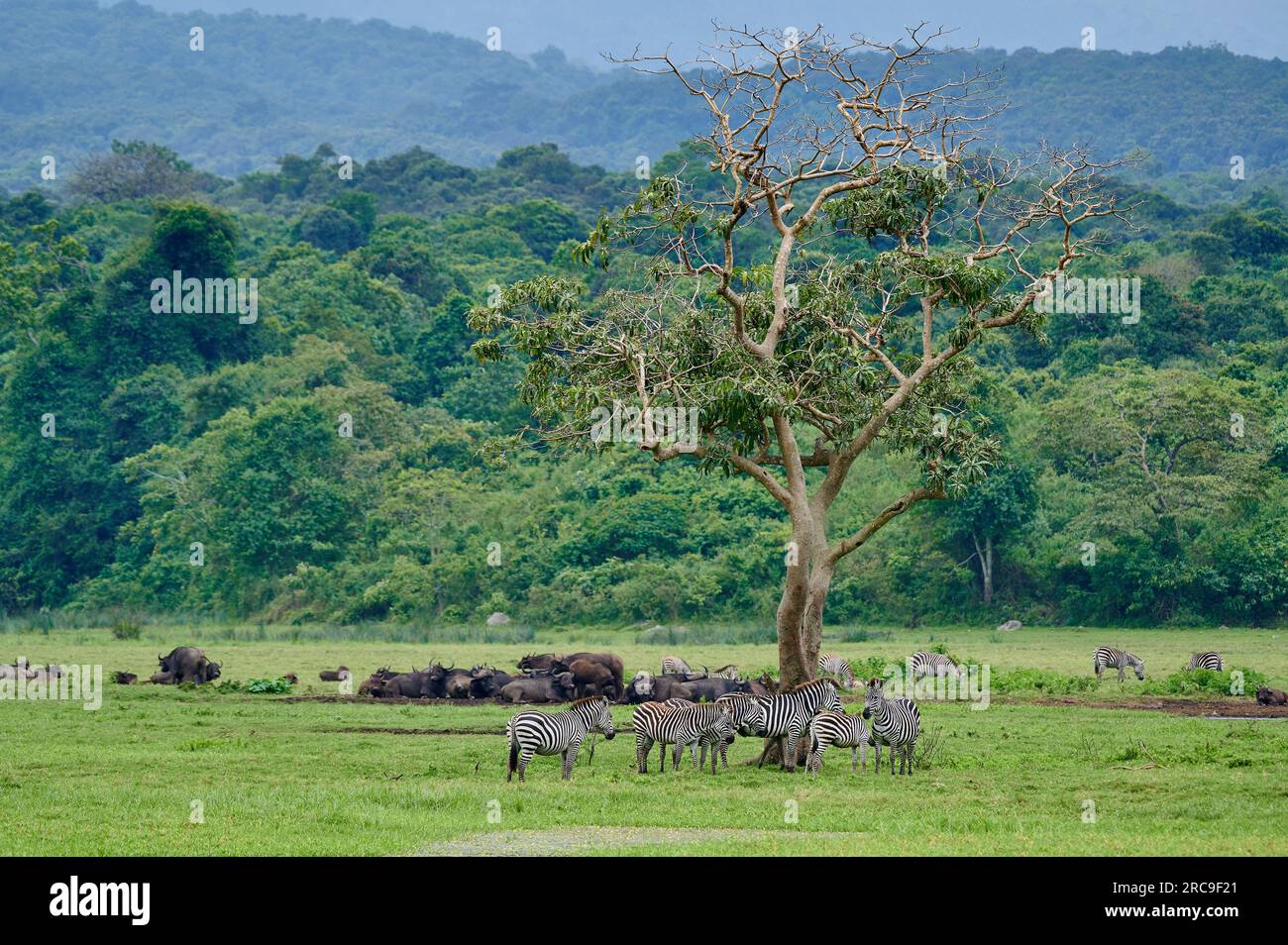 Steppenzebra (Equus quagga) und Kaffernbueffel (Syncerus caffer) in Little Serengeti, Arusha Nationalpark, Tansania, Afrika | Plaines zèbre (Equus Quag Banque D'Images