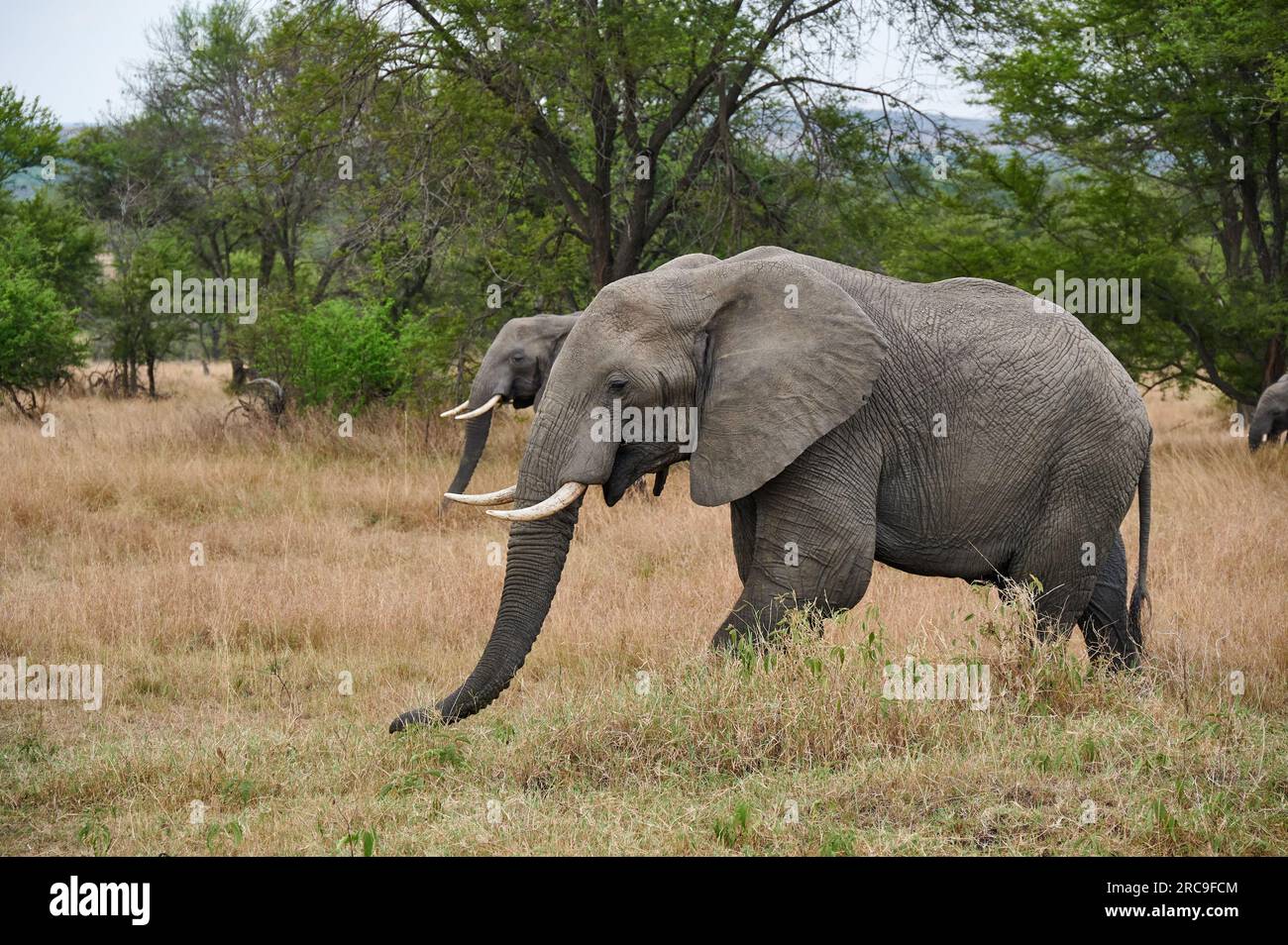 Herde Afrikanischer Elefanten (Loxodonta africana), Parc National du Serengeti, Tansania, Afrika |troupeau d'éléphants d'Afrique (Loxodonta africana), Serenget Banque D'Images