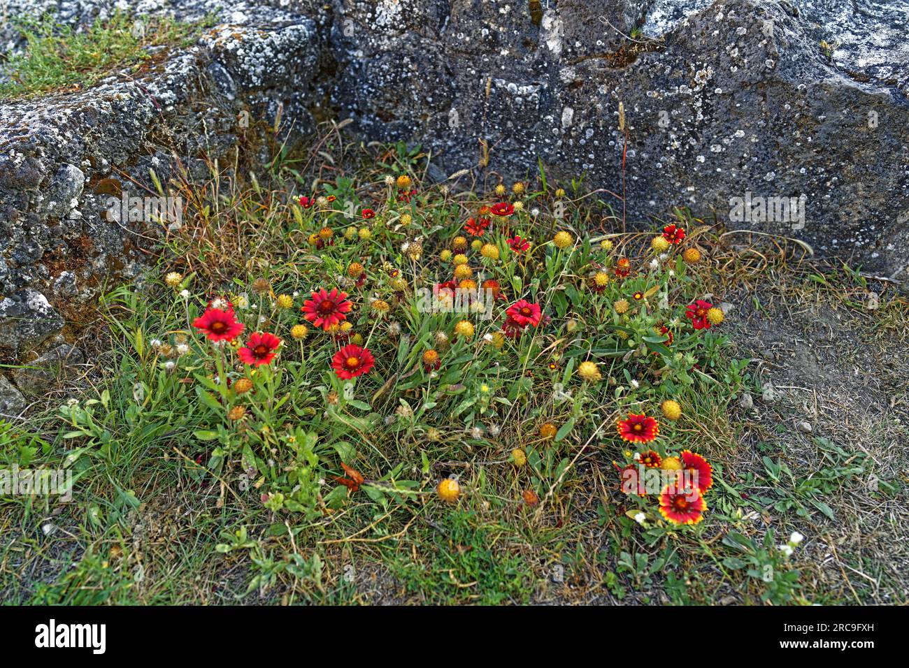 Kirche, ruine, Kloster, Öregtemplom, Wildblumen Banque D'Images