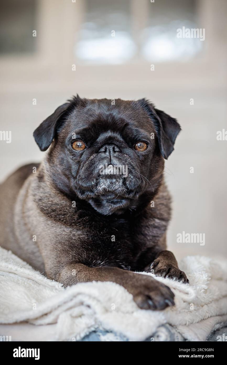 Portrait einer 3 Jahre alten MOPS-Hündin mit der seltenen Fellfarbe silbergrau, liegend, intérieur Banque D'Images