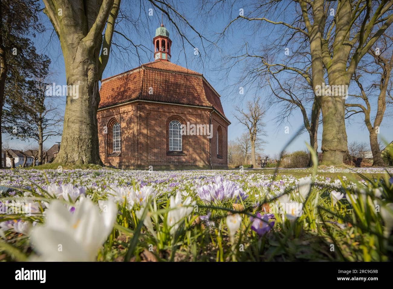 Rund UM die achtckige Kirche in Brande-Hörnerkirchen (Kreis Pinneberg) blüht ein Meer von Krokussen Banque D'Images